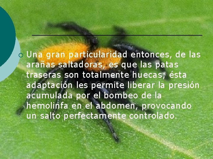 ¡ Una gran particularidad entonces, de las arañas saltadoras, es que las patas traseras