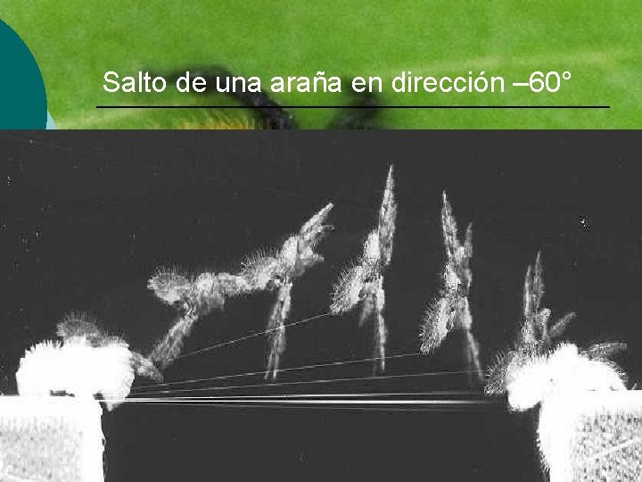 Salto de una araña en dirección – 60° 