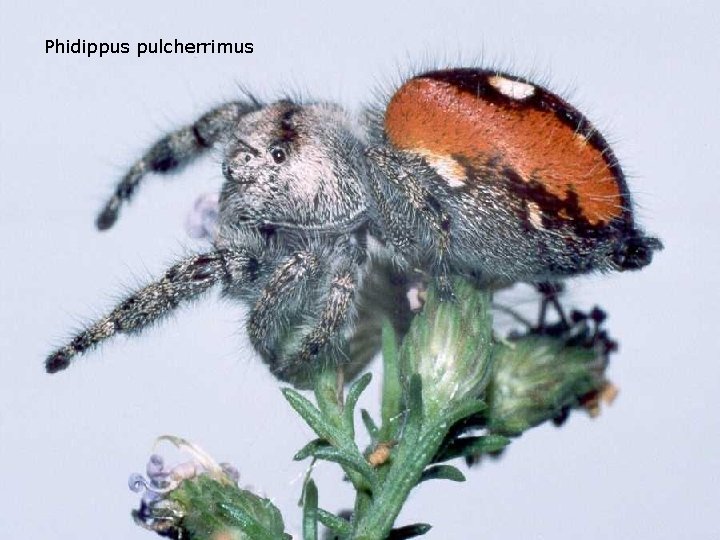 Phidippus pulcherrimus 