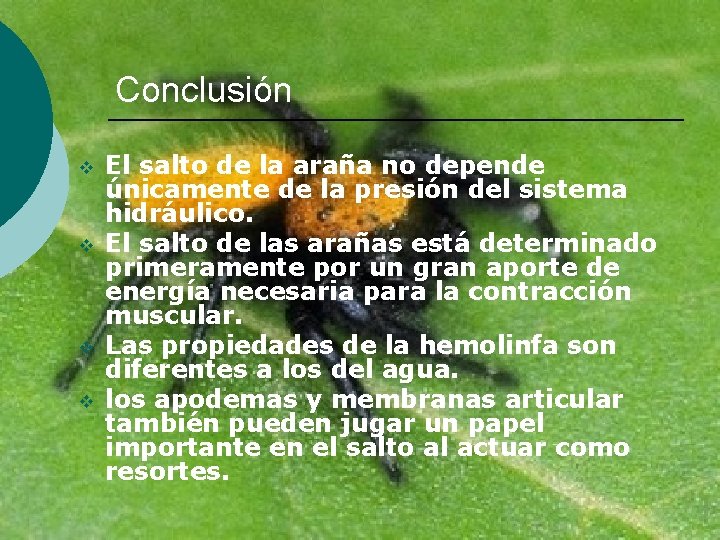 Conclusión v v El salto de la araña no depende únicamente de la presión