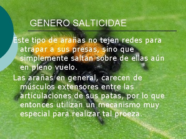 GENERO SALTICIDAE Este tipo de arañas no tejen redes para atrapar a sus presas,