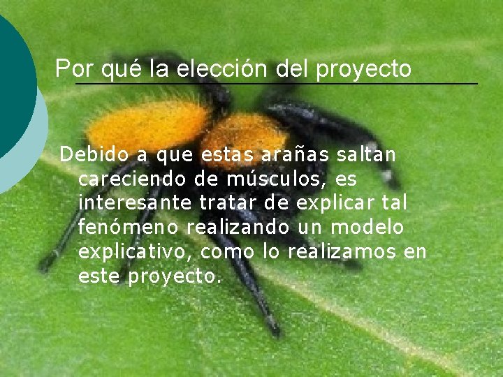 Por qué la elección del proyecto Debido a que estas arañas saltan careciendo de