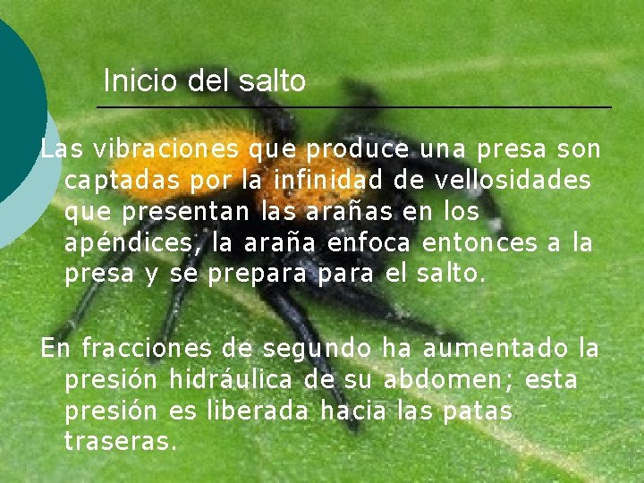 Inicio del salto Las vibraciones que produce una presa son captadas por la infinidad