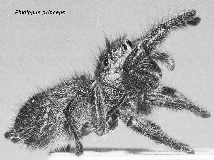 Phidippus princeps 