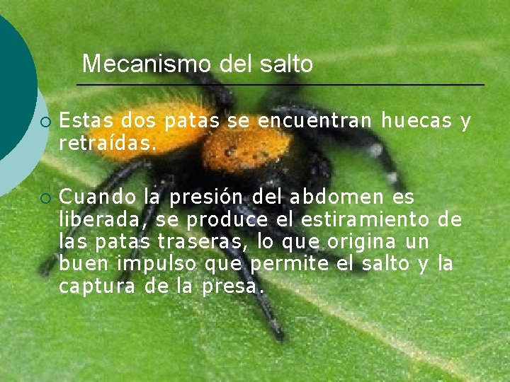 Mecanismo del salto ¡ ¡ Estas dos patas se encuentran huecas y retraídas. Cuando