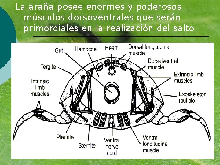 La araña posee enormes y poderosos músculos dorsoventrales que serán primordiales en la realización