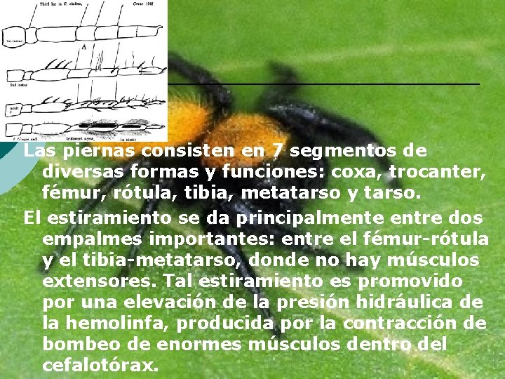 Las piernas consisten en 7 segmentos de diversas formas y funciones: coxa, trocanter, fémur,