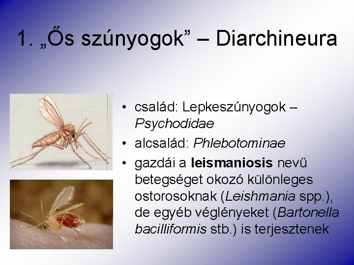 1. „Ős szúnyogok” – Diarchineura • család: Lepkeszúnyogok – Psychodidae • alcsalád: Phlebotominae •