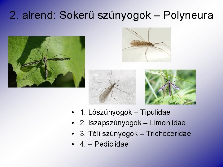 2. alrend: Sokerű szúnyogok – Polyneura • • 1. Lószúnyogok – Tipulidae 2. Iszapszúnyogok