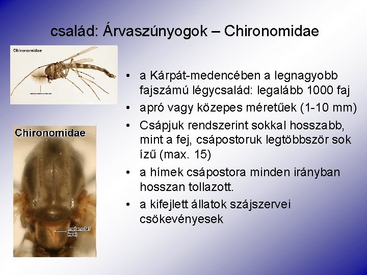 család: Árvaszúnyogok – Chironomidae • a Kárpát-medencében a legnagyobb fajszámú légycsalád: legalább 1000 faj