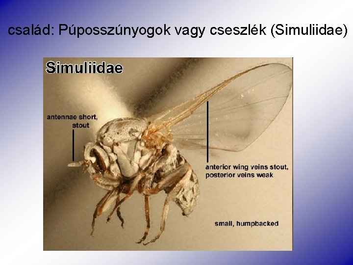 család: Púposszúnyogok vagy cseszlék (Simuliidae) 