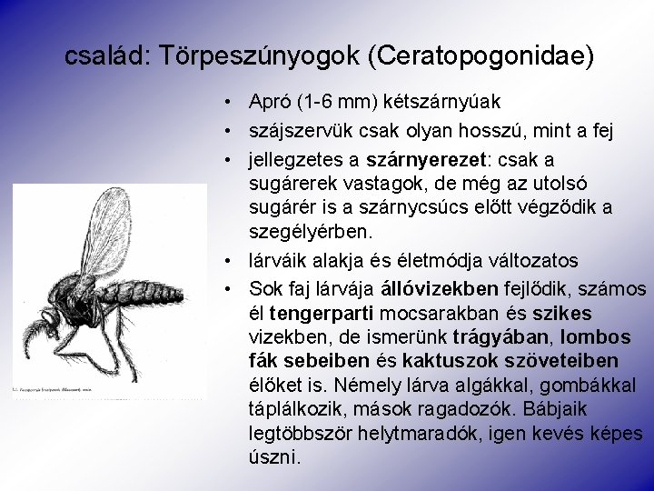 család: Törpeszúnyogok (Ceratopogonidae) • Apró (1 -6 mm) kétszárnyúak • szájszervük csak olyan hosszú,