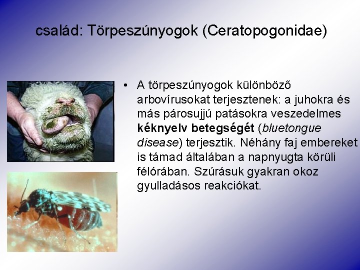 család: Törpeszúnyogok (Ceratopogonidae) • A törpeszúnyogok különböző arbovírusokat terjesztenek: a juhokra és más párosujjú