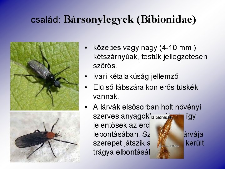 család: Bársonylegyek (Bibionidae) • közepes vagy nagy (4 -10 mm ) kétszárnyúak, testük jellegzetesen