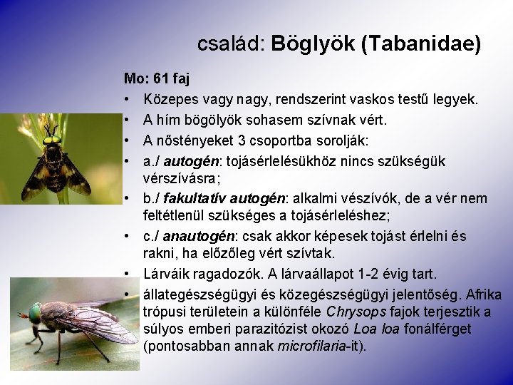 család: Böglyök (Tabanidae) Mo: 61 faj • Közepes vagy nagy, rendszerint vaskos testű legyek.
