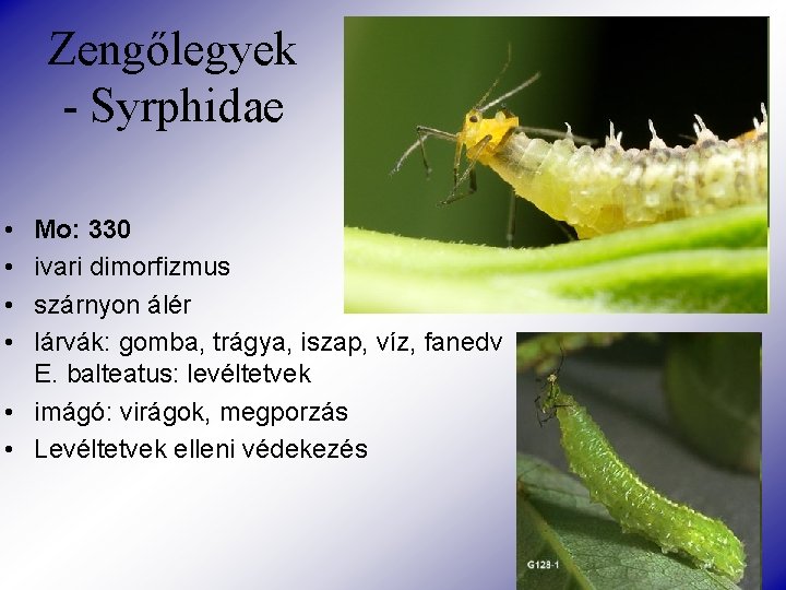 Zengőlegyek - Syrphidae • • Mo: 330 ivari dimorfizmus szárnyon álér lárvák: gomba, trágya,
