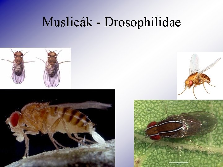 Muslicák - Drosophilidae 