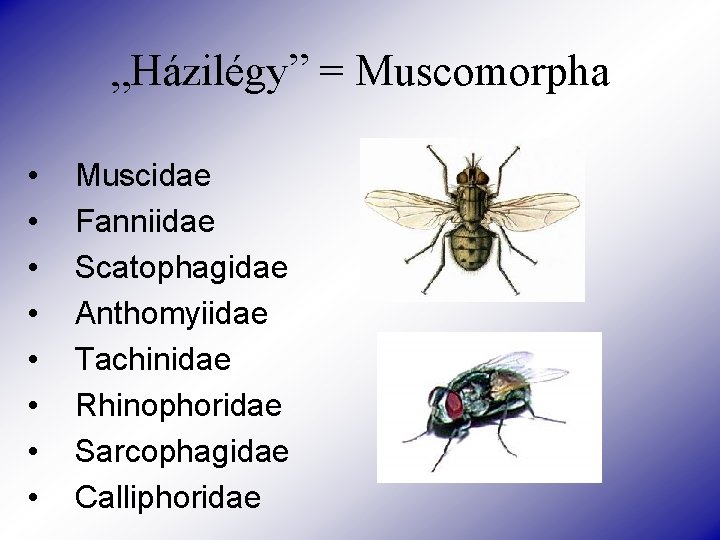 „Házilégy” = Muscomorpha • • Muscidae Fanniidae Scatophagidae Anthomyiidae Tachinidae Rhinophoridae Sarcophagidae Calliphoridae 