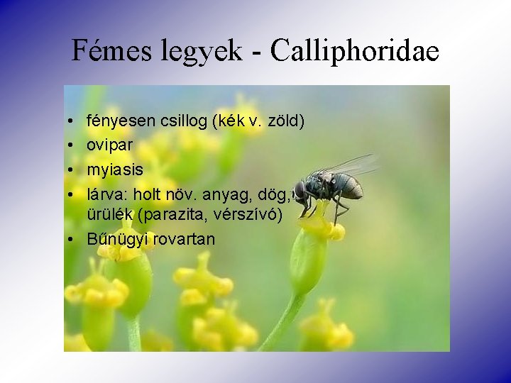 Fémes legyek - Calliphoridae • • fényesen csillog (kék v. zöld) ovipar myiasis lárva: