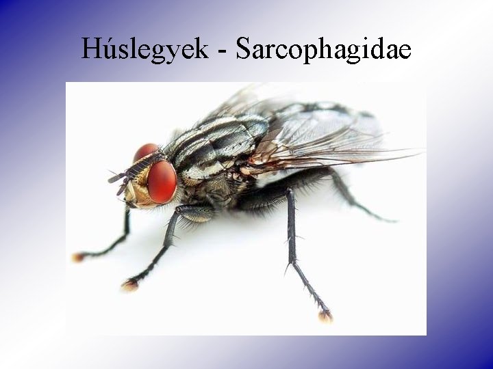 Húslegyek - Sarcophagidae 