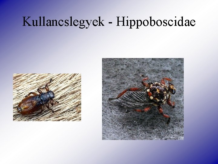 Kullancslegyek - Hippoboscidae 
