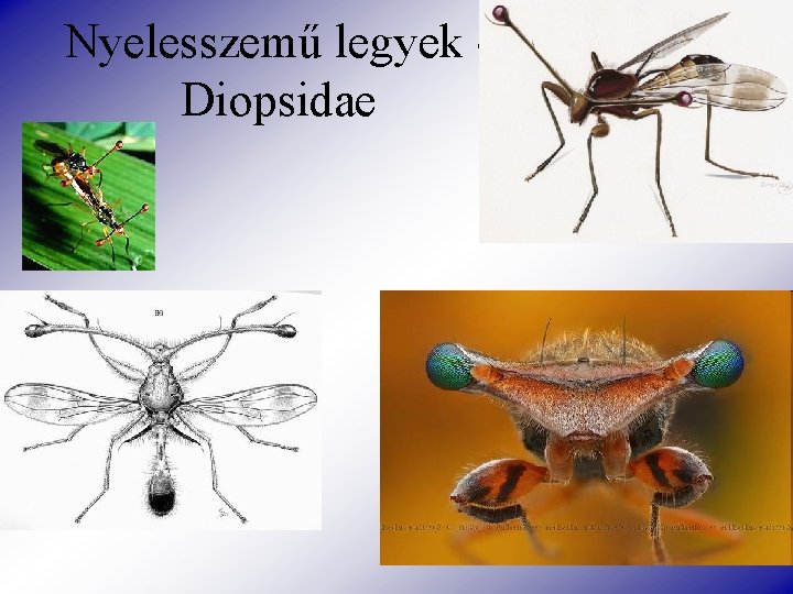 Nyelesszemű legyek Diopsidae 