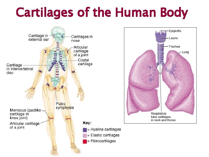 Cartilages of the Human Body 
