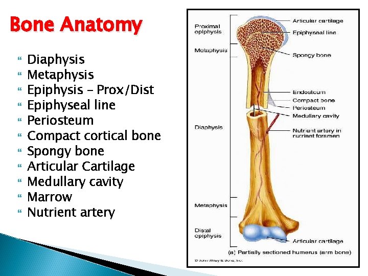 Bone Anatomy Diaphysis Metaphysis Epiphysis – Prox/Dist Epiphyseal line Periosteum Compact cortical bone Spongy