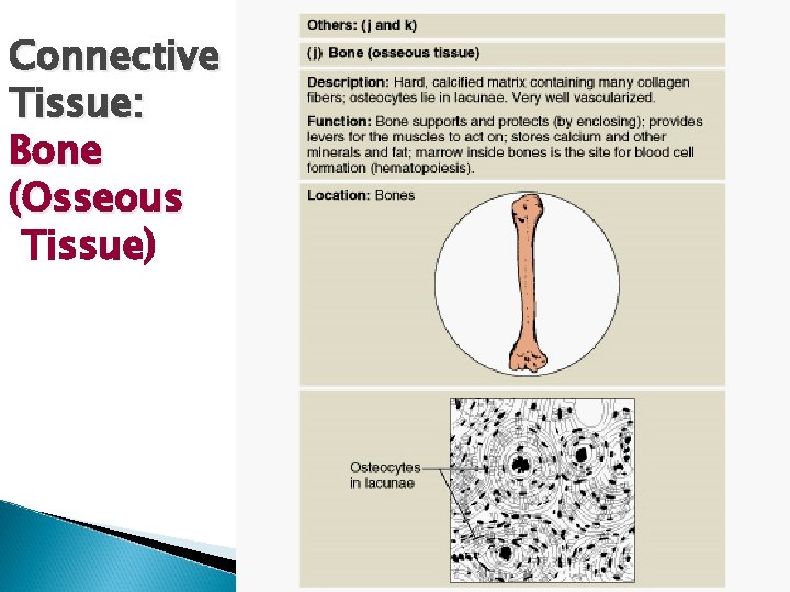Connective Tissue: Bone (Osseous Tissue) 