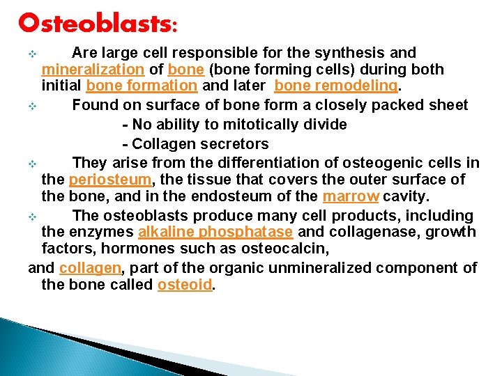 Osteoblasts: Are large cell responsible for the synthesis and mineralization of bone (bone forming