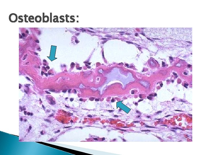 Osteoblasts: 