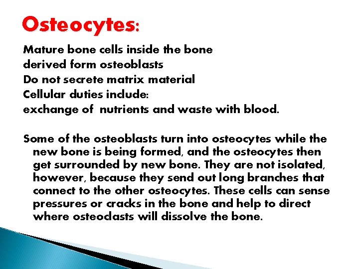 Osteocytes: Mature bone cells inside the bone derived form osteoblasts Do not secrete matrix