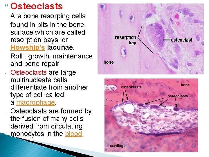  Osteoclasts - Are bone resorping cells found in pits in the bone surface