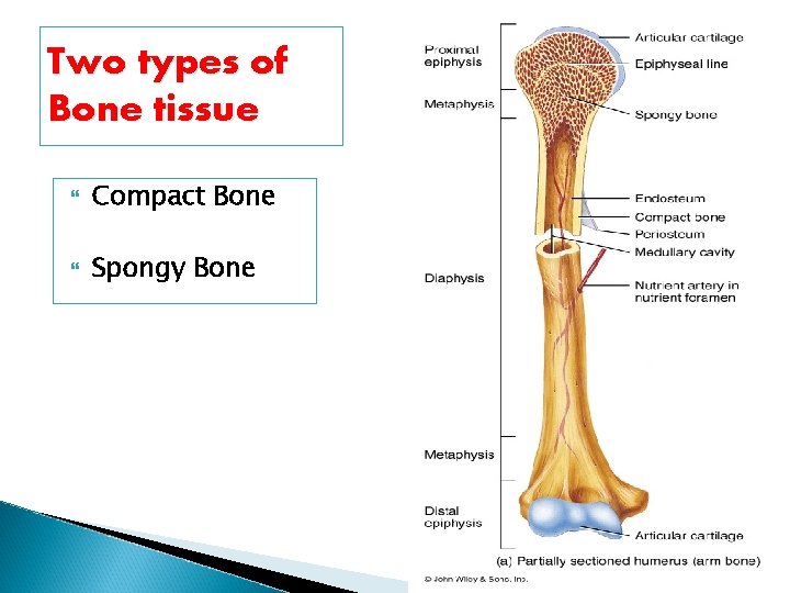 Two types of Bone tissue Compact Bone Spongy Bone 