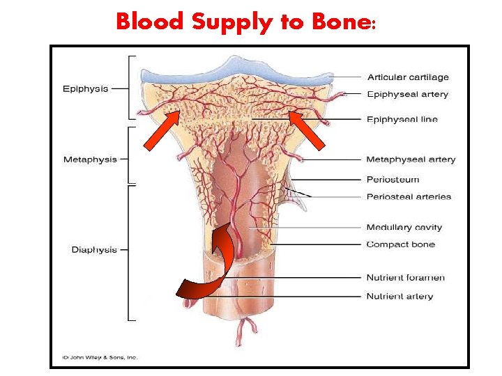 Blood Supply to Bone: 