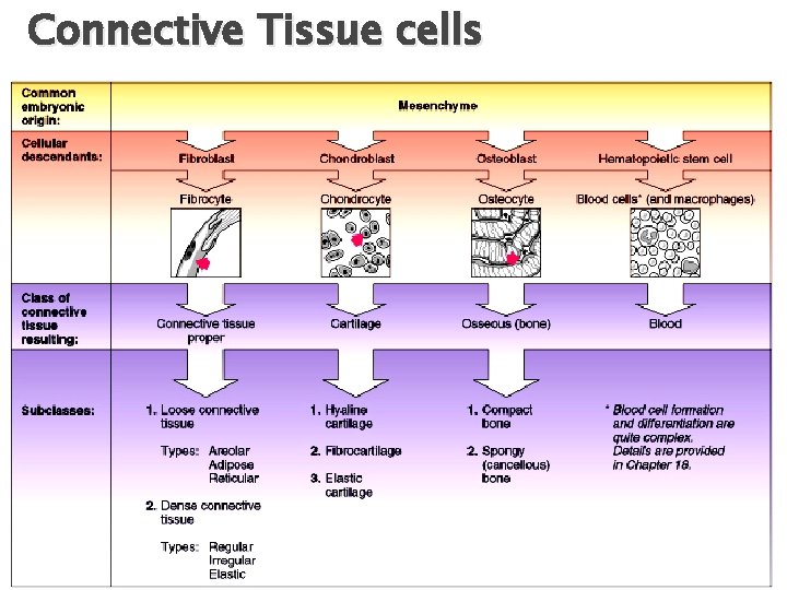 Connective Tissue cells Figure 4. 6 