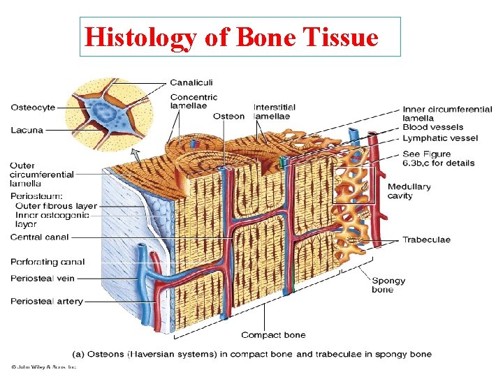 Histology of Bone Tissue 