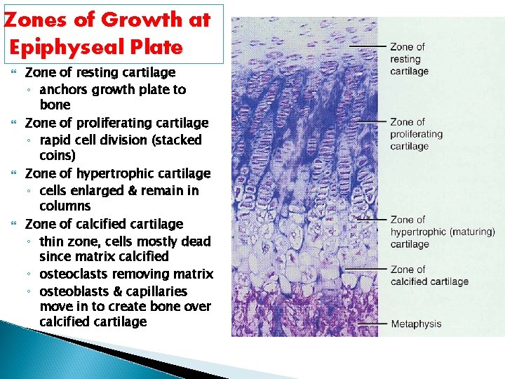 Zones of Growth at Epiphyseal Plate Zone of resting cartilage ◦ anchors growth plate