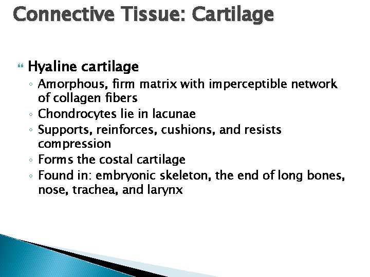 Connective Tissue: Cartilage Hyaline cartilage ◦ Amorphous, firm matrix with imperceptible network of collagen