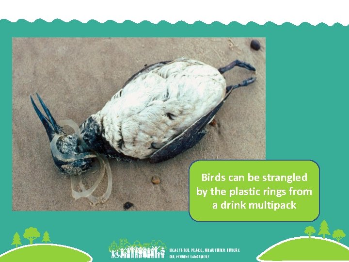 Birds can be strangled by the plastic rings from a drink multipack 