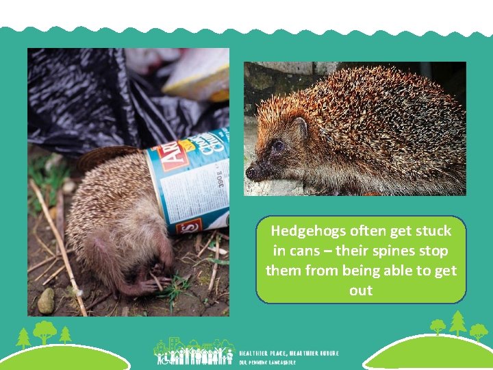 Hedgehogs often get stuck in cans – their spines stop them from being able