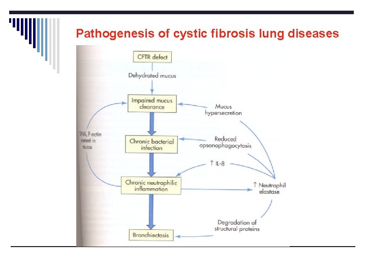 Pathogenesis of cystic fibrosis lung diseases 
