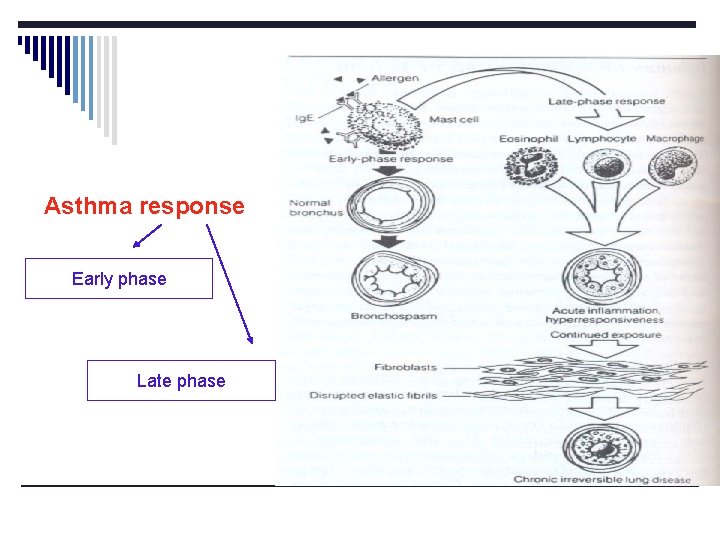 Asthma response Early phase Late phase 