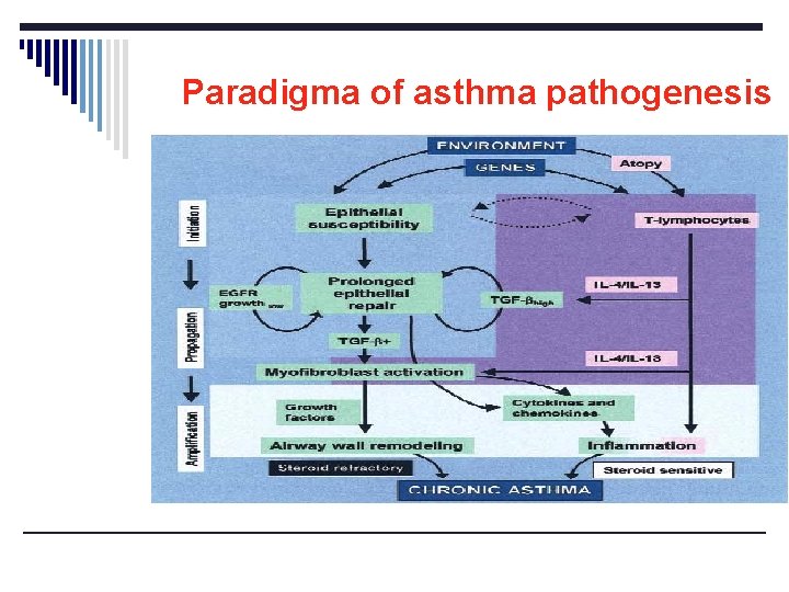 Paradigma of asthma pathogenesis 