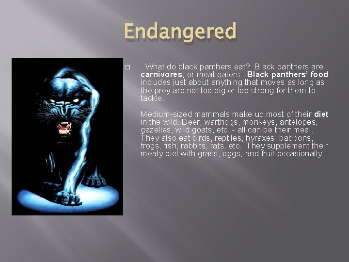 Endangered What do black panthers eat? Black panthers are carnivores, or meat eaters. Black