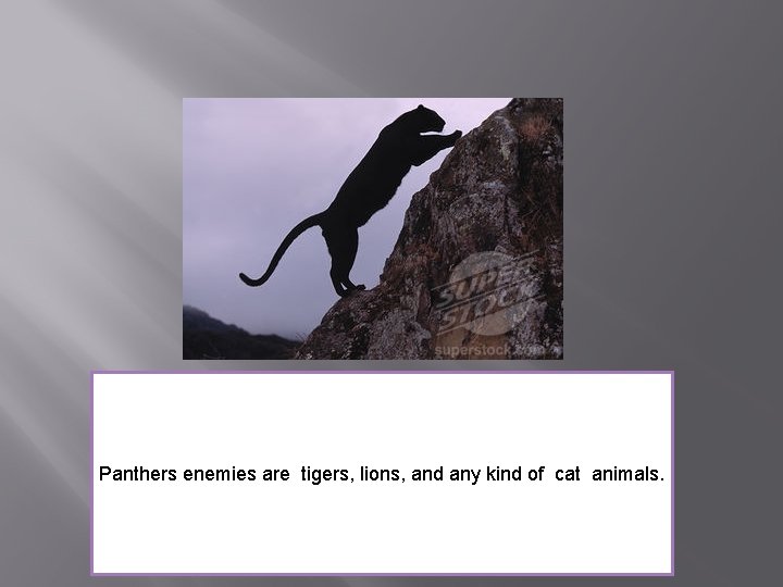 Panthers enemies are tigers, lions, and any kind of cat animals. 