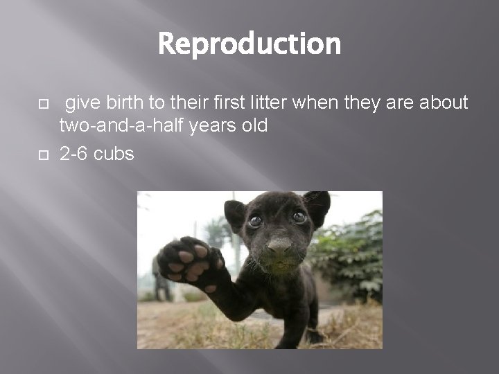 Reproduction give birth to their first litter when they are about two-and-a-half years old