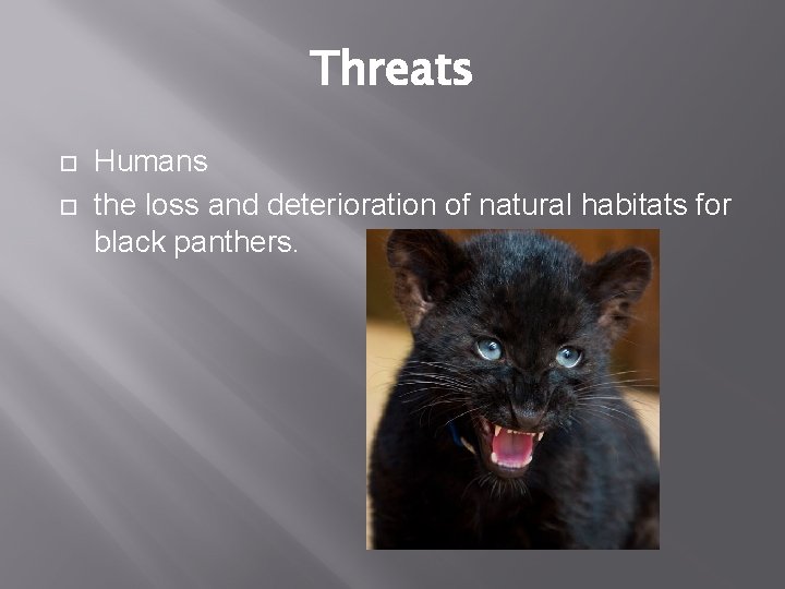Threats Humans the loss and deterioration of natural habitats for black panthers. 