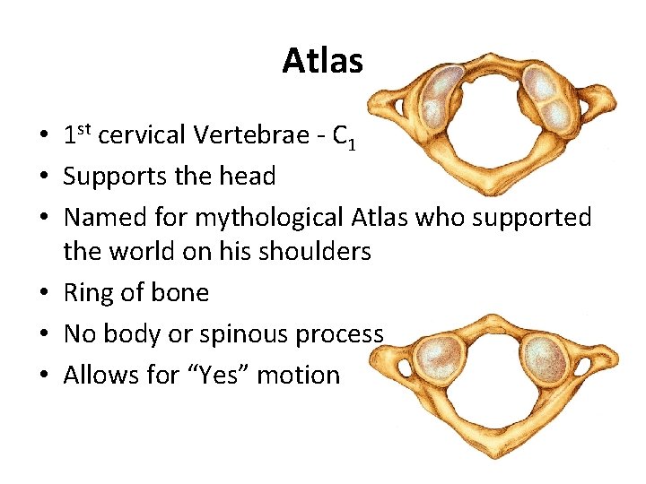 Atlas • 1 st cervical Vertebrae - C 1 • Supports the head •