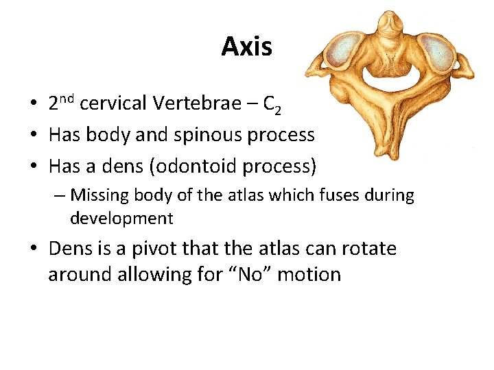 Axis • 2 nd cervical Vertebrae – C 2 • Has body and spinous